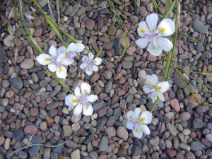 river stones & flowers