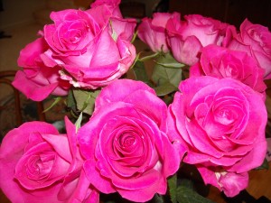 bouquet of pink roses