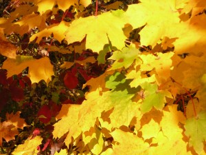 yellow leaves