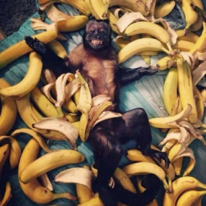 monkeys-banana-1