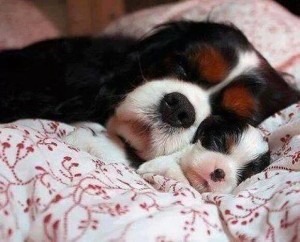 sleeping dogs