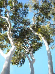 3 White Trees