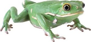 frog