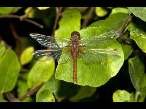 dragonfly