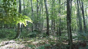 forest bath