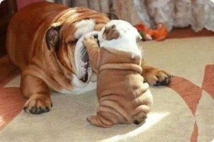 baby bulldog