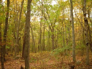 trees @ hadley